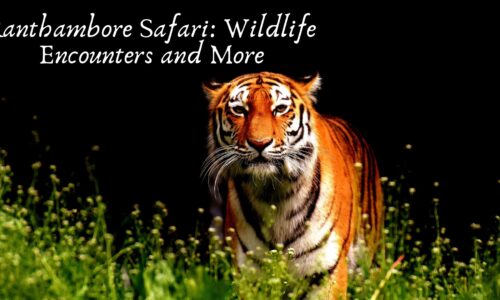 Ranthambore Safari: Wildlife Encounters and More