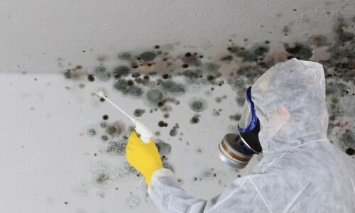 What Are The Dangers Of Mold Odor And How To Remove It?