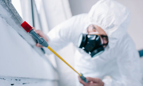 Guide to Pest Control in Lahore and pest control services