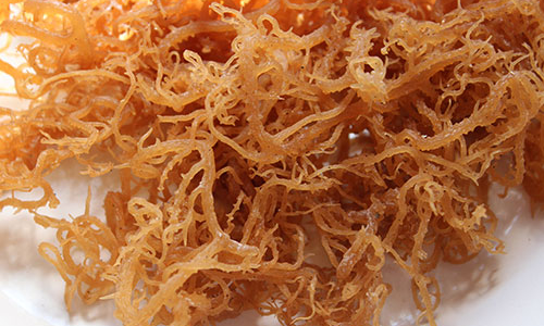 The Complete Beginner’s Guide to Irish Moss: Everything You Need to Know