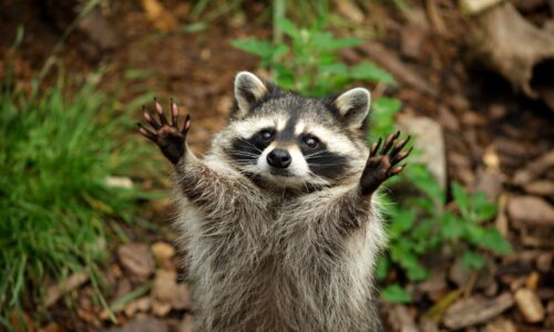 Trustworthy Raccoon Control Brampton – Safe and Professional