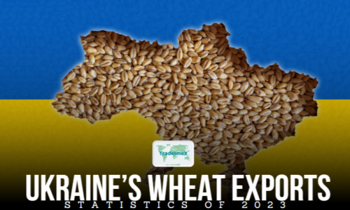 Top 10 Countries Dependent on Ukraine Grain Exports