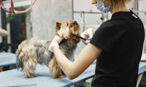 How Often Should You Groom Your Pet, and Does This Frequency Vary Between Different Breeds or Species?